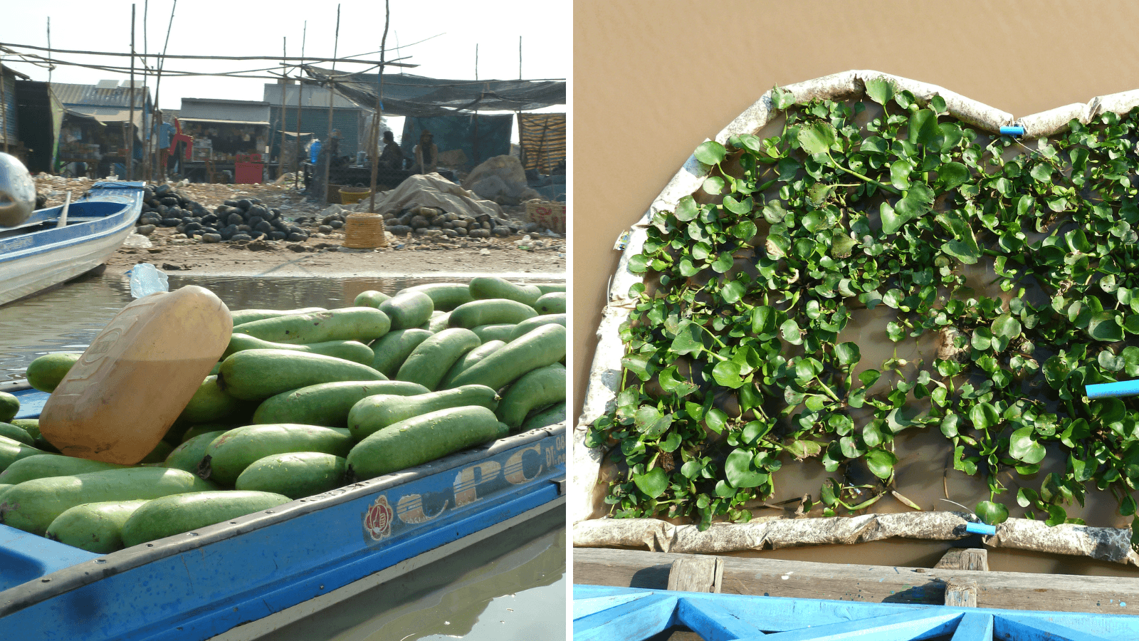 Tonle SaP Collage 2.png